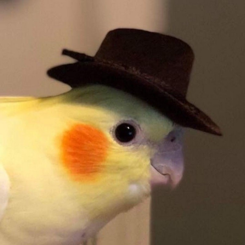 Create meme: parrot corella with a hat, Oh, this school, parrot beak