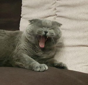 Создать мем: котики, серый кот, зевающая кошка