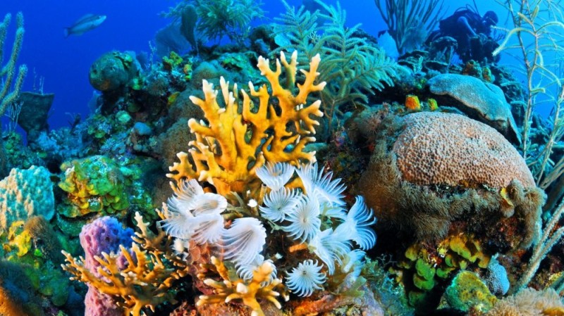 Create meme: coral reefs, the marine reef, underwater reef reef
