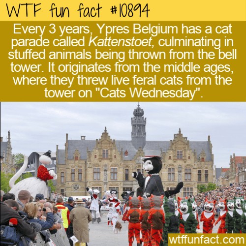 Создать мем: парад, фестиваль котов в бельгии, английский текст