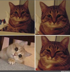 Create meme: meme cat , memes with cats , meme cat 