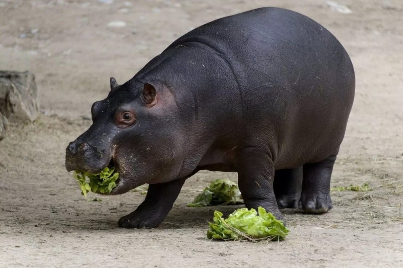 Create meme: Hippo , hippo dwarf, hippopotamus hippopotamus
