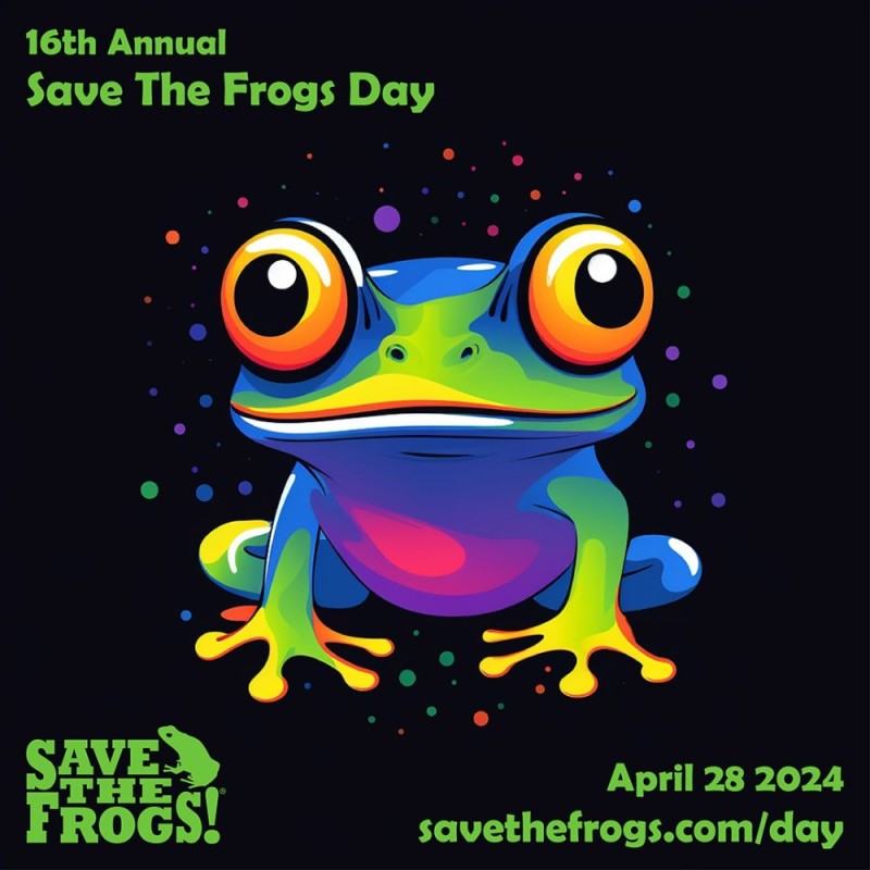 Create meme: frog , frogs, frog paints