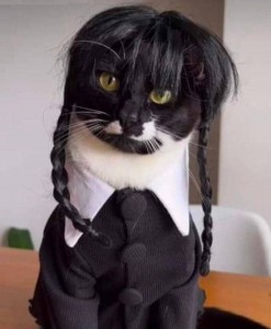 Create meme: business cat, cat