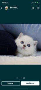 Create meme: kitty, cat, British chinchilla