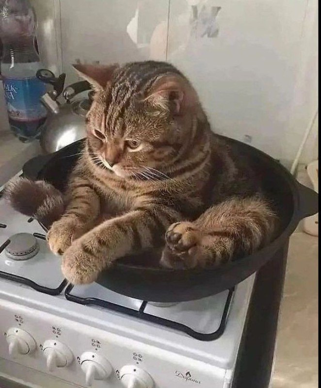 Создать мем: смешные коты, кот на кухне, кот кот