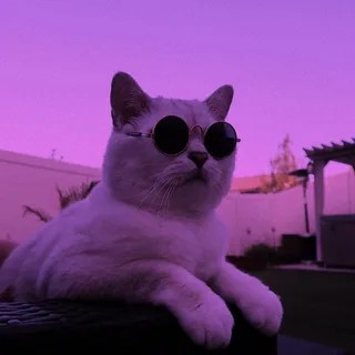 Создать мем: кот эстетика, фиолетовый котенок, кот фиолетовый