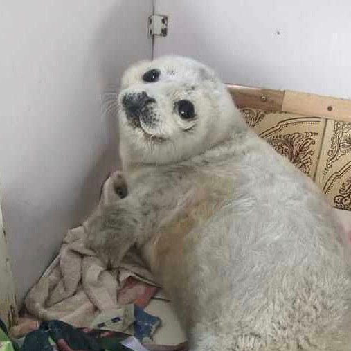Create meme: belek is a baby seal, the little seal , seal 