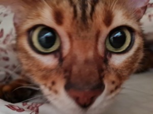 Create meme: cat muzzle, Abyssinian cat, cat eyes