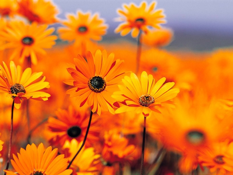 Create meme: the flowers are orange, yellow flowers, field of yellow flowers