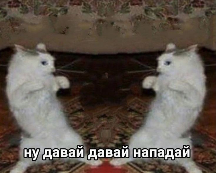 Create meme: Come on come on attack, The cat is fighting, cat 