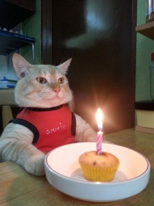 Create meme: the cat with the pancakes, happy birthday meme cat, cat happy birthday