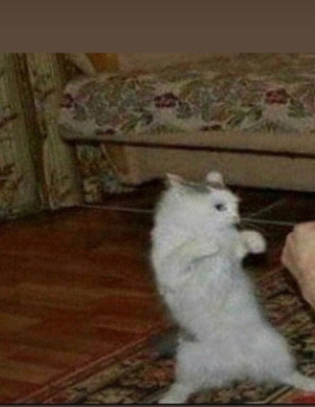 Create meme: cat , cat fights meme, Come on attack the cat