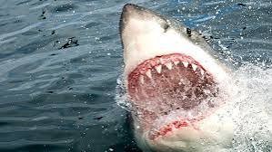 Create meme: white sharks, shark , The shark's open mouth