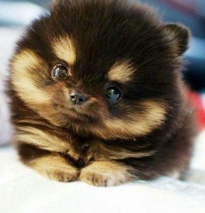 Create meme: Spitz puppy, the cute animals, Pomeranian