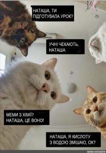 Создать мем: наташа и коты мемы, наташа вставай оригинал, кот