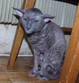 Create meme: cat Cornish Rex, sphinx cat breed, the breed is Cornish Rex 