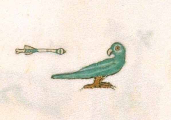 Create meme: A parrot in a medieval bestiary, medieval bestiary, medieval illustrations