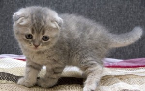 Create meme: Scottish fold kittens, lop-eared Scottish fold