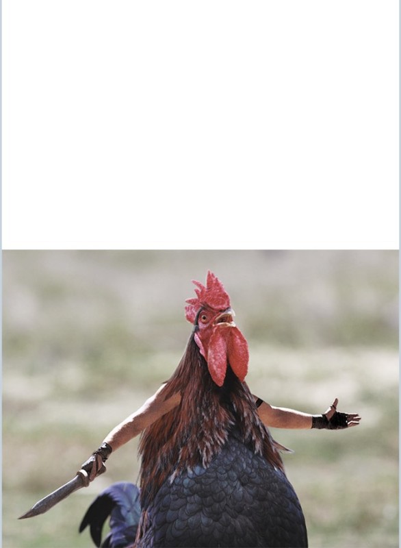 Create meme: rooster , cock funny, angry rooster