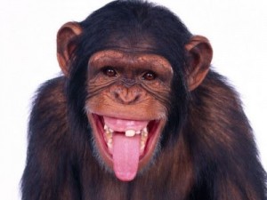 Создать мем: şempanze, смешно, дразнится