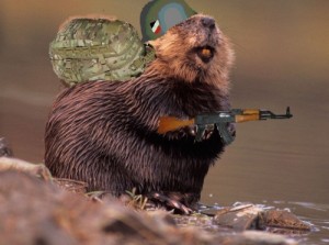 Create meme: otter, beaver, beaver