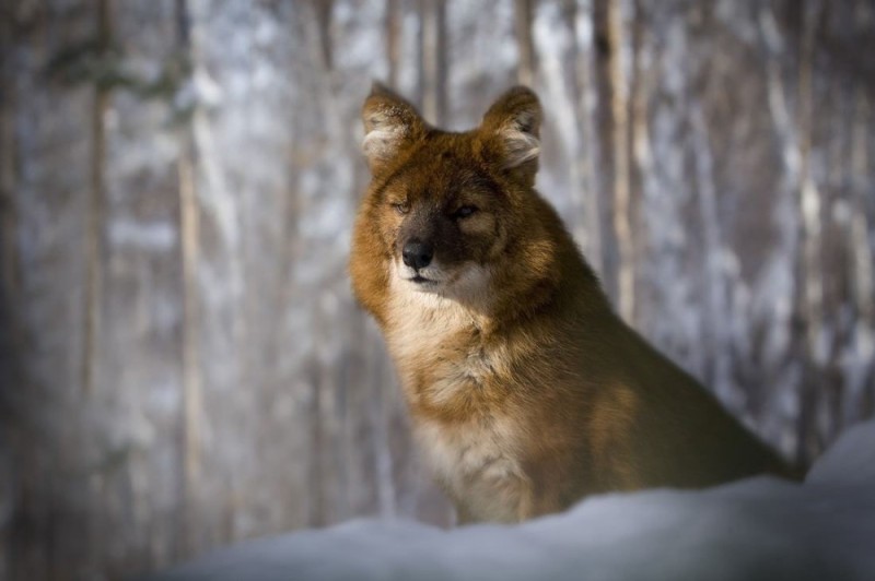 Create meme: red wolf, red wolf novosibirsk zoo, mountain wolf