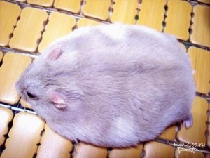 Create meme: meme mouse, Pets hamsters, fat mouse
