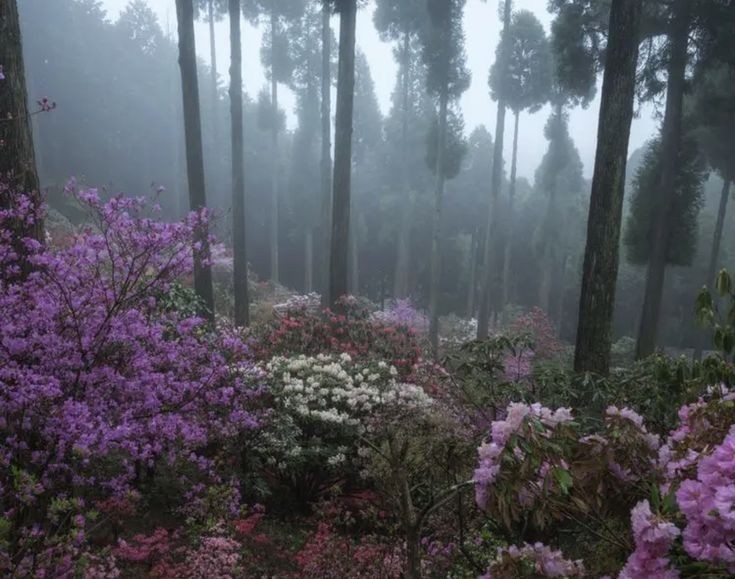 Create meme: nature landscapes, rhododendron daurian bagulnik, forest of Transbaikalia bagulnik