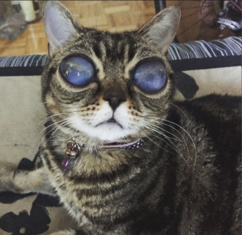 Создать мем: кот с выпученными глазами, кошка с инопланетными глазами, кошка с огромными глазами