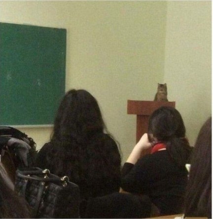 Create meme: the cat at the lecture, in school , the cat is a teacher at a lecture