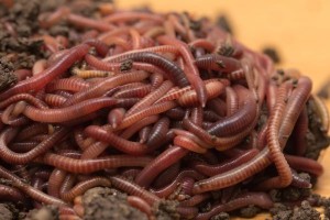 Создать мем: черви дендробена, красный калифорнийский червь, калифорнийский червь дендробена