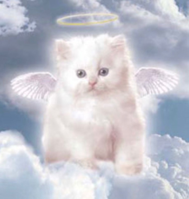 Create meme: fluffy kitten, angel cat, angel kitten