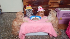 Создать мем: коты, день рождения грустный праздник, забавные животные