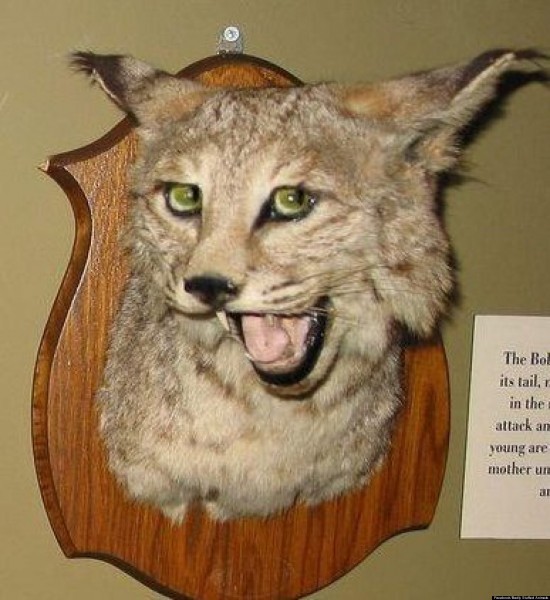 Create meme: The head of a lynx is stuffed, stuffed animals, skeptical lynx