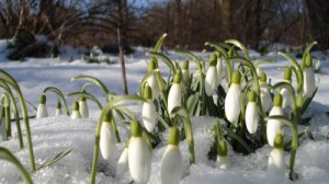 Create meme: March, snowdrop, the first spring flowers