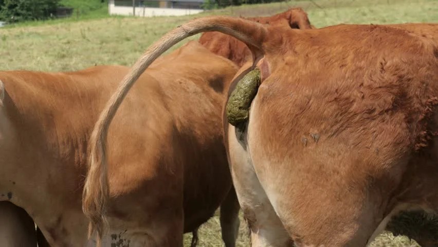 Создать мем: корова с очками, корова какает, задница коровы