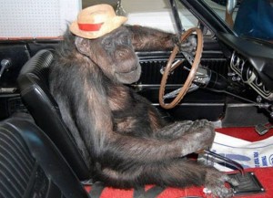 Create meme: monkey driving a car, monkey, monkey behind the wheel