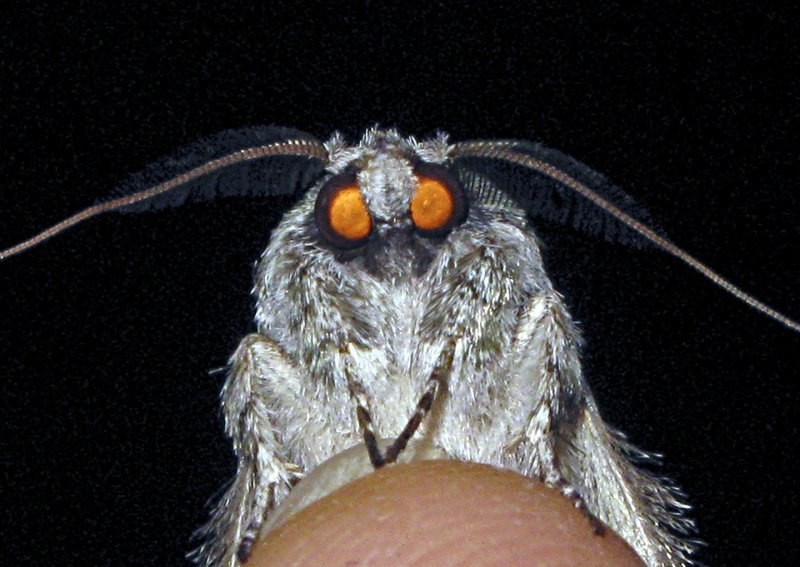 Create meme: moth, moths, the moth is big