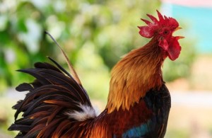 Create meme: Cockerel, the cock bird, beautiful cock
