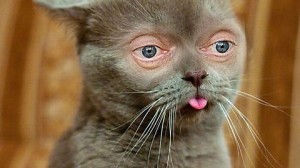 Создать мем: funny cat face, derp cat, приколы про котов 2018 года до слез