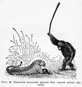 Create meme: Savannah chimpanzees and a stuffed leopard, the monkey has a stick, Bund Savannah chimpanzees