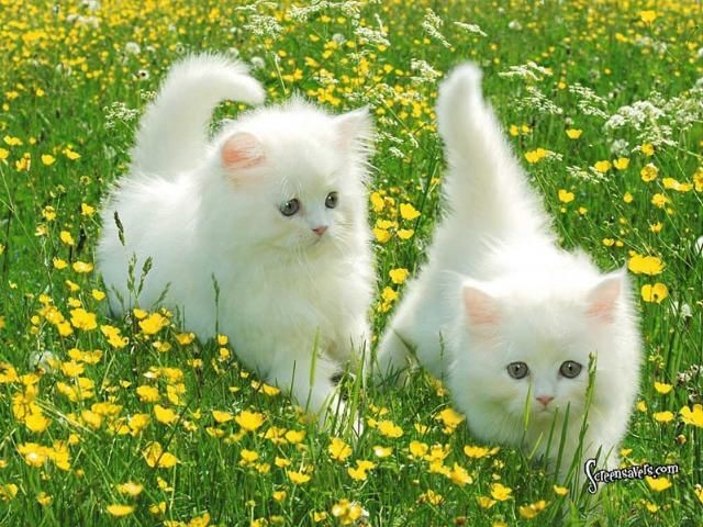 Create meme: white kitten in flowers, white fluffy kitten, a live kitten is white