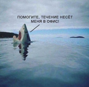 Create meme: great white shark, shark