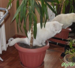 Create meme: Palma, vases from stumps of palm trees, Chlorophytum for cats