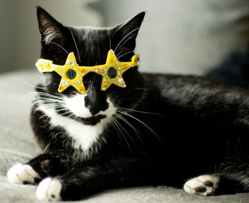 Create meme: The cat is a star, glasses for cats, cat with black glasses