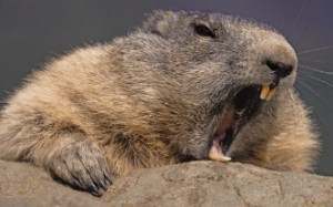 Create meme: pictures of beavers, beaver, marmot