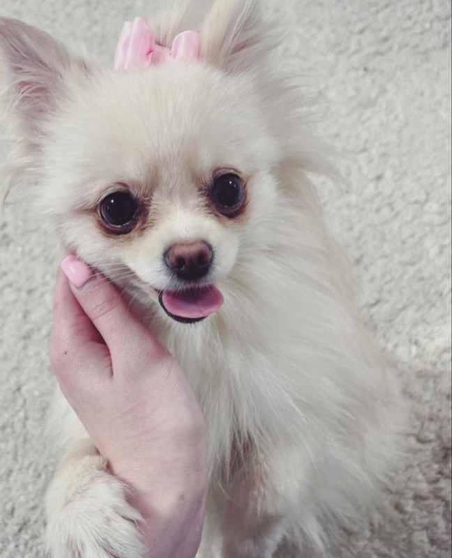 Create meme: breed Chihuahua, the dog is a smiling pomeranian, Pomeranian 