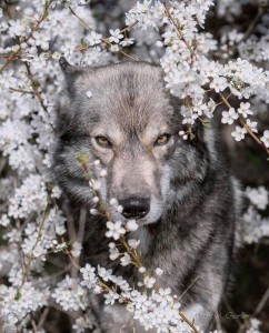 Create meme: wolf, grey wolf, beautiful wolf