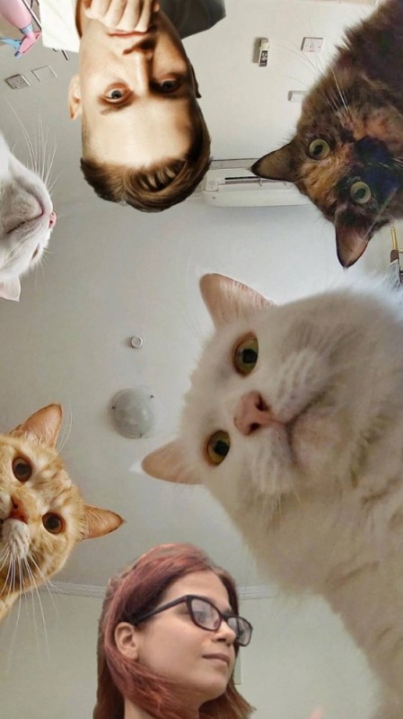 Create meme: cat , cat, memes cat